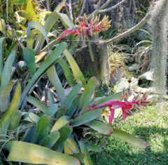 Aechmea 'Little Harv' en internet