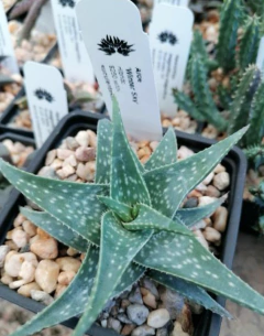 Aloe 'Winter Sky' en internet