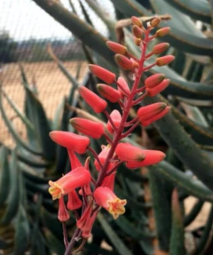 Aloe 'Winter Sky' - comprar en línea