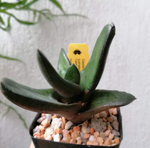 Gasteria tukhelensis