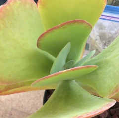 Kalanchoe thyrsiflora - comprar en línea