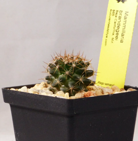 Mammillaria brandegeei