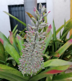 Aechmea mexicana - comprar en línea