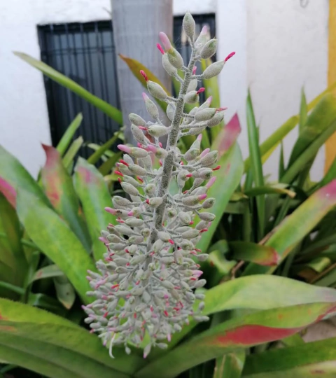 Aechmea mexicana