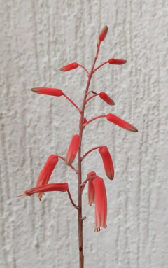 Aloe 'Snowstorm' - comprar en línea