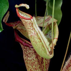 Nepenthes x Miranda