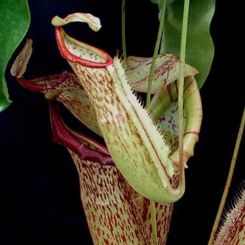 Nepenthes x Miranda