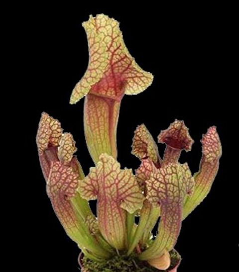 Sarracenia x mitchelliana