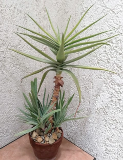 Aloe lineata var. muirii - comprar en línea