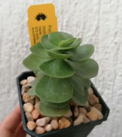 Portulaca molokiniensis en internet