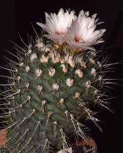 Turbinicarpus geisdorfianus - comprar en línea