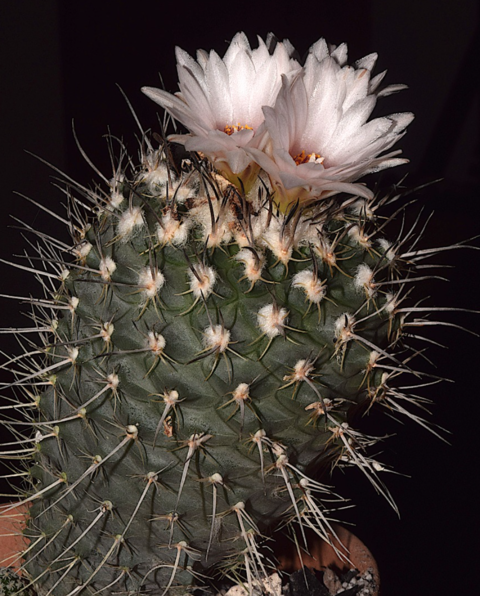 Turbinicarpus geisdorfianus