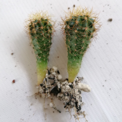 20 cactus surtidos de 2"