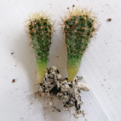 20 cactus surtidos de 2"