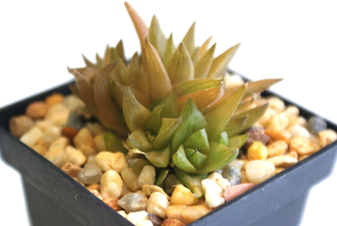 Haworthia 'Caracas' (10 piezas)