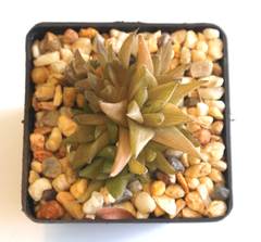 Haworthia 'Caracas' (10 piezas) en internet