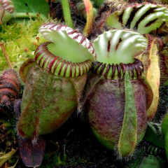Cephalotus folicularis