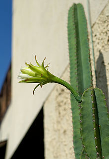 Cereus peruvianus - comprar en línea