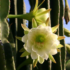 Cereus peruvianus