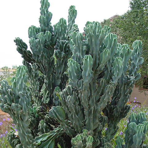 Cereus peruvianus montruosus - comprar en línea