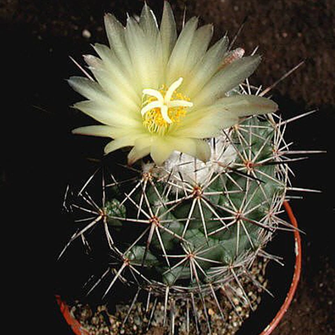 Coryphantha durangensis
