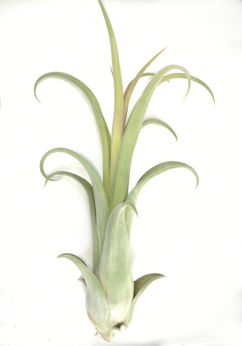 Tillandsia 'Curls n' Curls'
