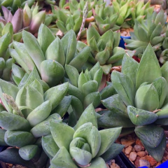 Haworthia cuspidata