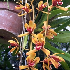 Cymbidium findlaysonianum
