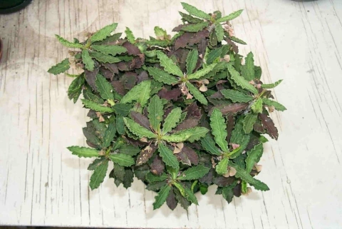 Euphorbia decaryi