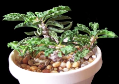 Euphorbia decaryi - Suculentas Dzityá