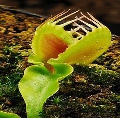 Dionaea muscipula 'Korrigans' - comprar en línea