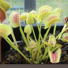 Imagen de Colección de cultivares de Dionaea