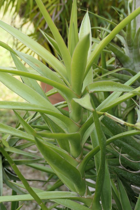 Sansevieria bagamoyensis