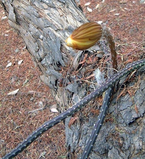 Selenicereus grandiflorus ssp. donkeraarii