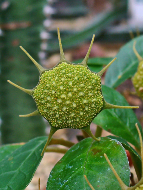 Dorstenia foetida 4"
