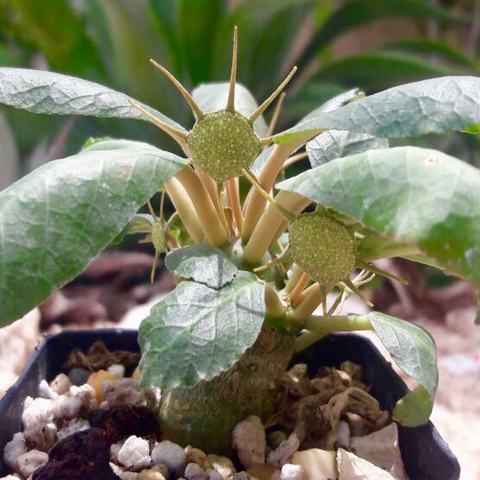 Dorstenia foetida 4"