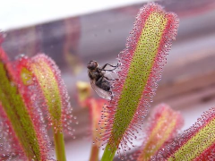 Semillas Drosera capensis - comprar en línea