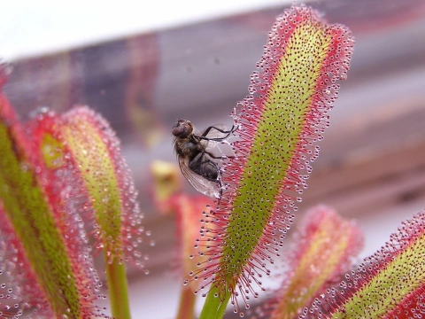 Semillas Drosera capensis