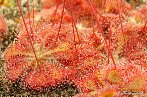 Drosera tokaiensis