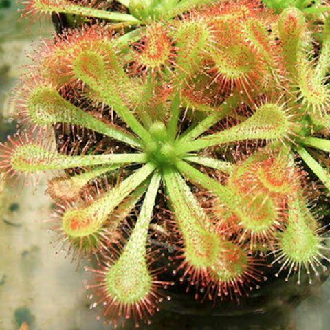 Drosera tokaiensis
