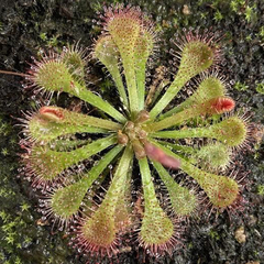 Drosera tokaiensis