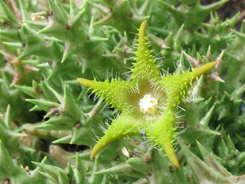 Orbea dummeri