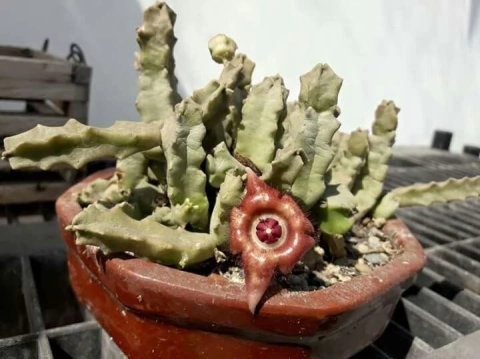 Duvaliandra dioscoridis