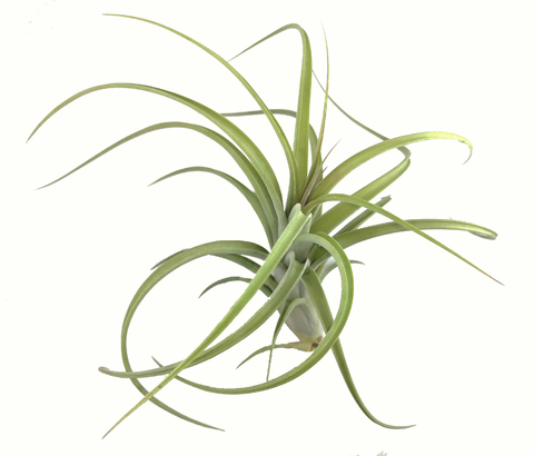 Tillandsia 'Dzityá'