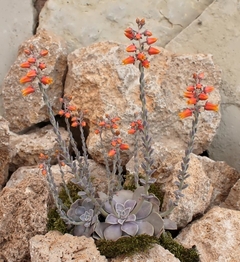 Echeveria diffractens - Suculentas Dzityá