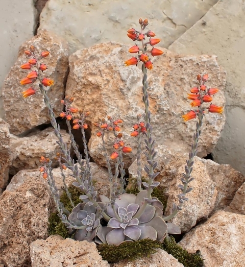 Echeveria diffractens