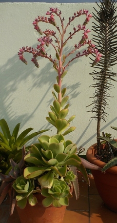 Echeveria pallida en internet