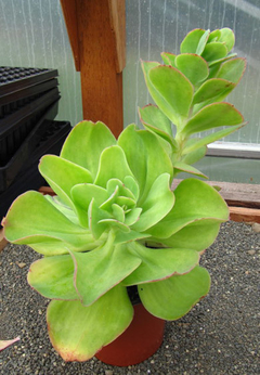 Echeveria pallida - comprar en línea