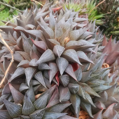 Haworthia breueri - comprar en línea