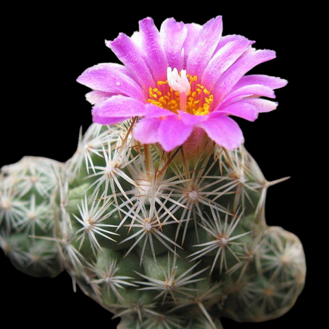 Escobaria hesteri - comprar en línea